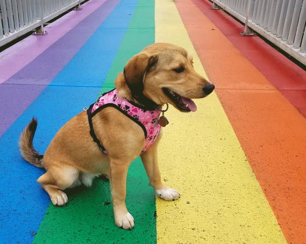 /images/uploads/juneau animal rescue/alaskapets2020/entries/15099thumb.jpg